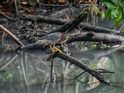 /clients/Rif-Mangrove-Park/Rif-Mangrove-7.jpg